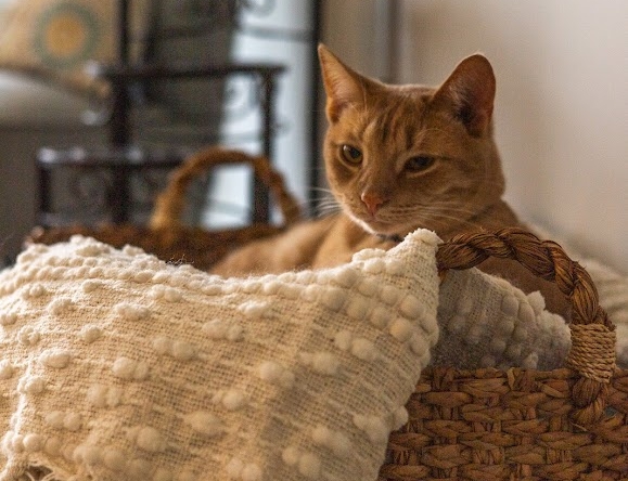 Cozy West Michigan home interior with cat resting on a textured blanket in a woven basket